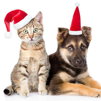 Pet Santa hat